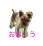 ゆるヨーキーチョコンの日常会話（個別スタンプ：4）