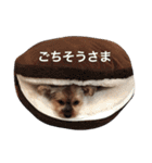 ゆるヨーキーチョコンの日常会話（個別スタンプ：9）