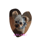 ゆるヨーキーチョコンの日常会話（個別スタンプ：12）