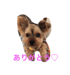 ゆるヨーキーチョコンの日常会話（個別スタンプ：23）