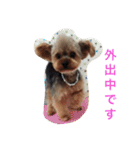 ゆるヨーキーチョコンの日常会話（個別スタンプ：24）
