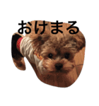 ゆるヨーキーチョコンの日常会話（個別スタンプ：35）