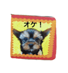 ゆるヨーキーチョコンの日常会話（個別スタンプ：38）