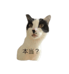 うちのねこスタンプ（個別スタンプ：29）