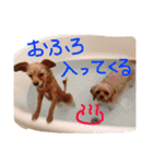 ぴざ＆ぱすた（個別スタンプ：25）