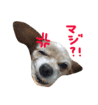 ぴざ＆ぱすた（個別スタンプ：40）