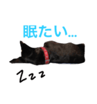 実写スタンプ♪ライちゃん（個別スタンプ：1）