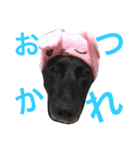 実写スタンプ♪ライちゃん（個別スタンプ：14）