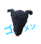 実写スタンプ♪ライちゃん（個別スタンプ：15）