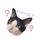 白黒ねこのルナ坊（個別スタンプ：1）