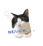 白黒ねこのルナ坊（個別スタンプ：2）