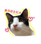 白黒ねこのルナ坊（個別スタンプ：5）