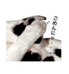 白黒ねこのルナ坊（個別スタンプ：6）