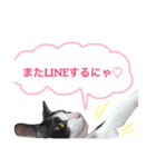 白黒ねこのルナ坊（個別スタンプ：7）