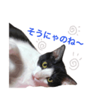 白黒ねこのルナ坊（個別スタンプ：8）