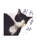 白黒ねこのルナ坊（個別スタンプ：9）