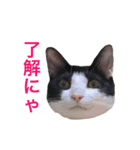 白黒ねこのルナ坊（個別スタンプ：10）