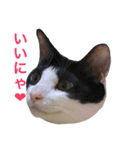 白黒ねこのルナ坊（個別スタンプ：11）