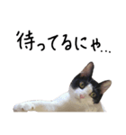 白黒ねこのルナ坊（個別スタンプ：12）