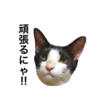 白黒ねこのルナ坊（個別スタンプ：14）