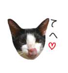 白黒ねこのルナ坊（個別スタンプ：16）