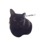 black. cat（個別スタンプ：1）