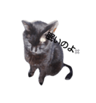 black. cat（個別スタンプ：2）