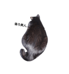 black. cat（個別スタンプ：3）