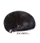 black. cat（個別スタンプ：5）