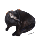 black. cat（個別スタンプ：8）