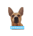 チャチャちゃんのスタンプ（個別スタンプ：1）