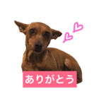 チャチャちゃんのスタンプ（個別スタンプ：7）