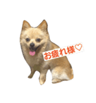 チワラニアン★タンタン（個別スタンプ：1）