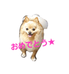 チワラニアン★タンタン（個別スタンプ：4）