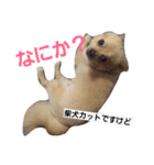チワラニアン★タンタン（個別スタンプ：9）