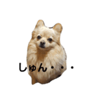 チワラニアン★タンタン（個別スタンプ：12）
