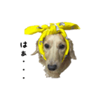 DACHS circle of friends2（個別スタンプ：10）