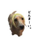 DACHS circle of friends2（個別スタンプ：13）