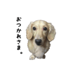 DACHS circle of friends2（個別スタンプ：16）