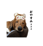 DACHS circle of friends2（個別スタンプ：17）