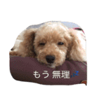 くっそ可愛い（個別スタンプ：13）