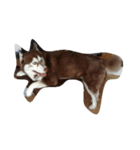 copperminihusky 1（個別スタンプ：2）