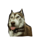 copperminihusky 1（個別スタンプ：3）