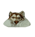 copperminihusky 1（個別スタンプ：4）