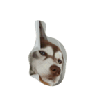 copperminihusky 1（個別スタンプ：5）