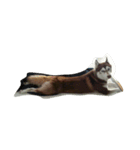 copperminihusky 1（個別スタンプ：7）