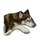copperminihusky 1（個別スタンプ：8）