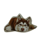 copperminihusky 1（個別スタンプ：10）