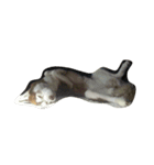 copperminihusky 1（個別スタンプ：11）