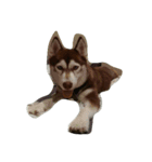 copperminihusky 1（個別スタンプ：12）